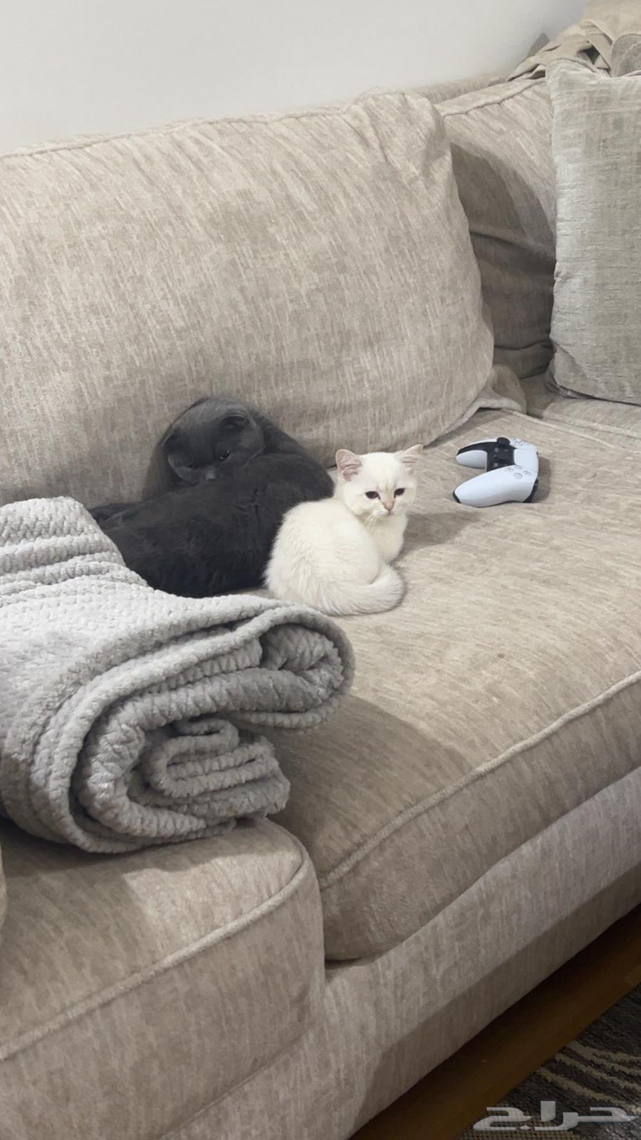 قطط سكوتش للبيع مستوى عالي64452806749570113