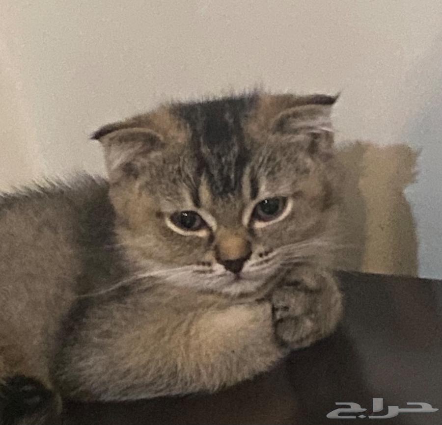 قطة سكوتش فولد هجين للبيع بعمر ثلاث شهور64429197111554112