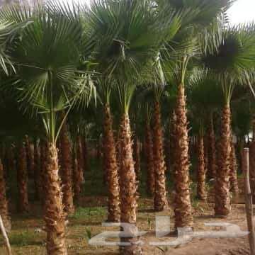 Qassim Landscape Design64186174623746114