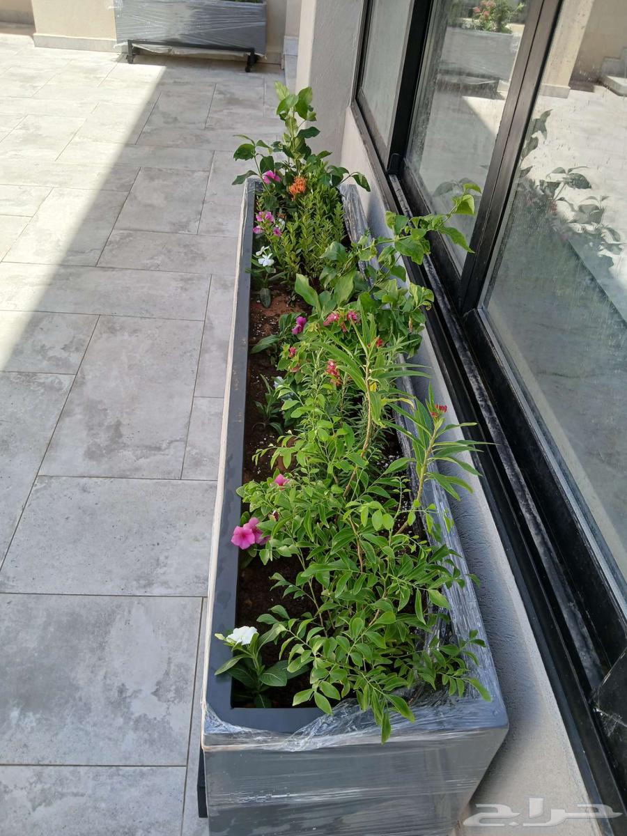 Qassim Landscape Design64186174623746110