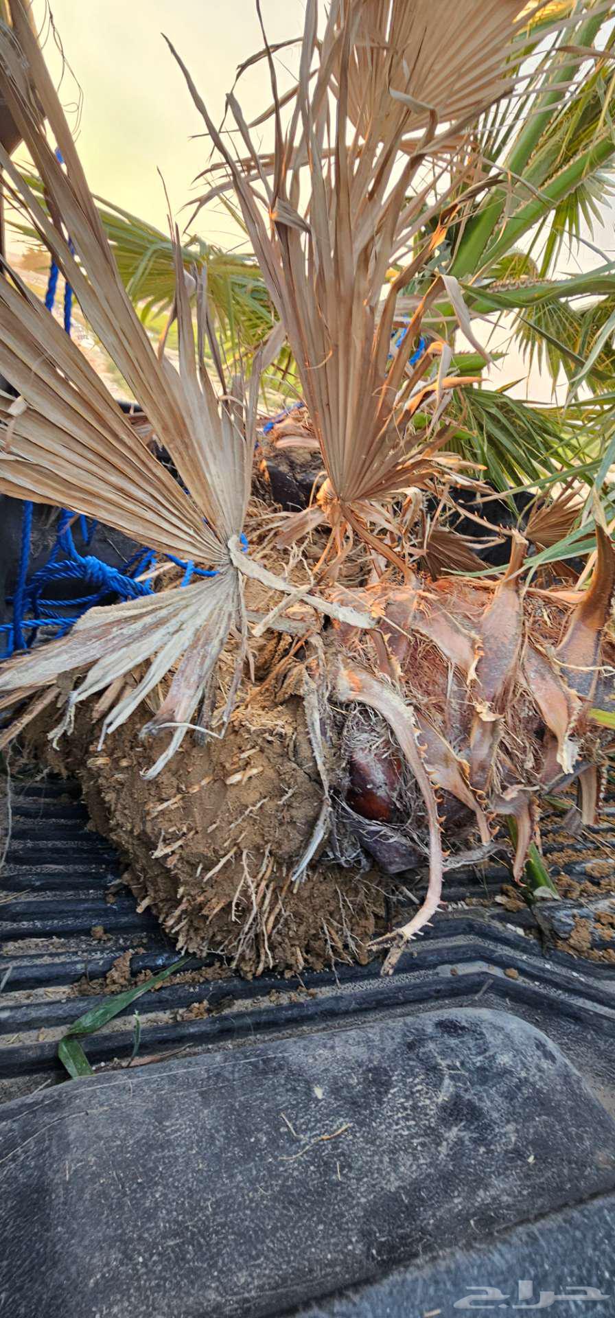 شجر واشنطونيا64189717804802110