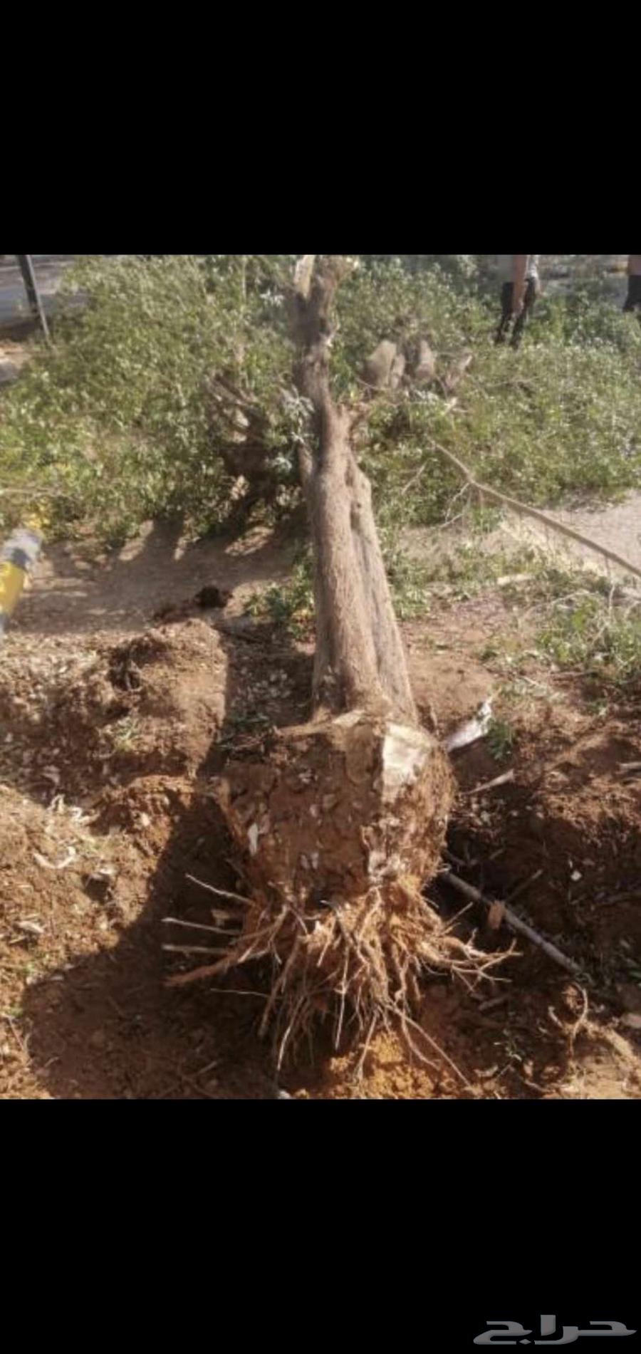 قص وازاله اشجار والنخيل64228464912898110