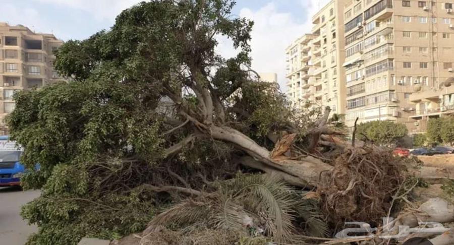 قص وازاله اشجار والنخيل64228464912898112