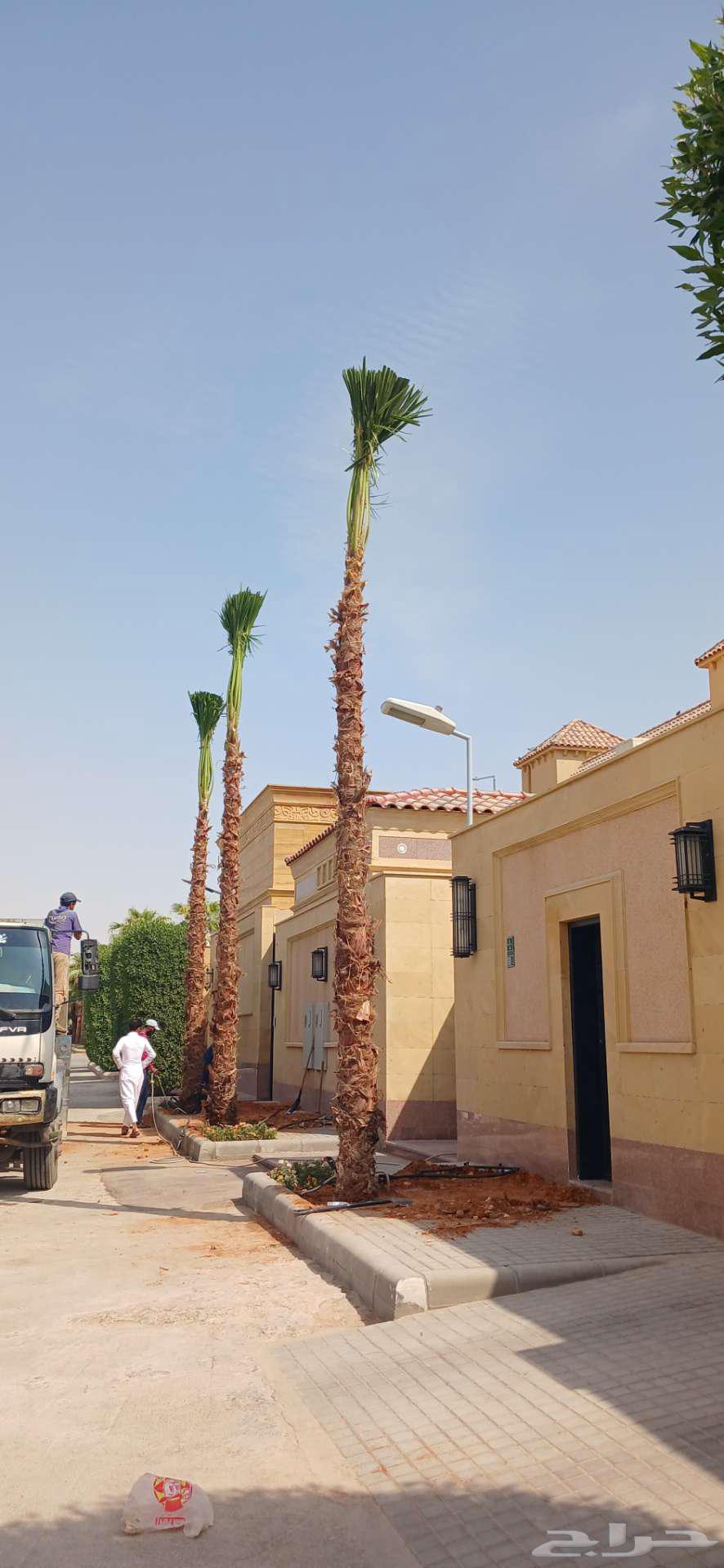 نخل واشنطوني واشنطن64216705856001111