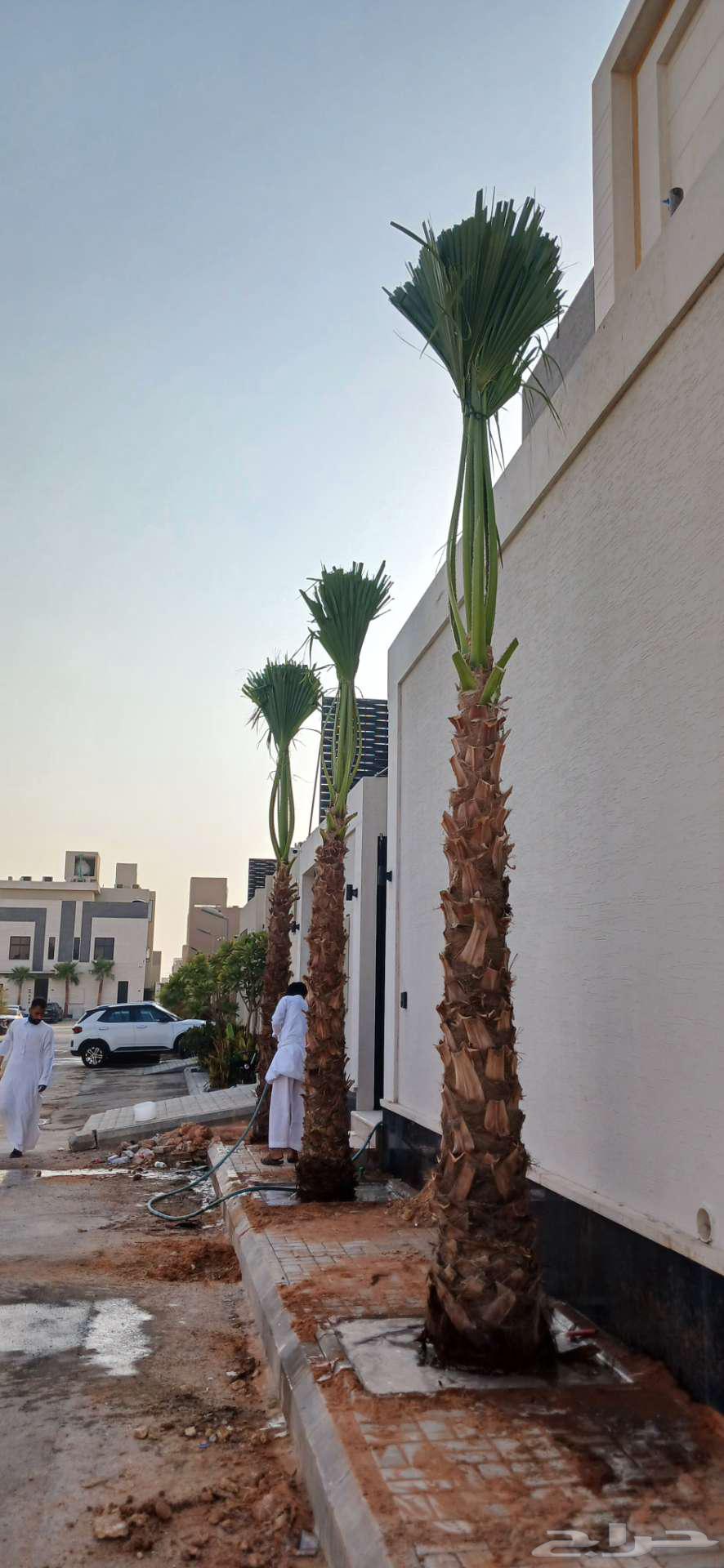 نخل واشنطوني واشنطن64216705856001110