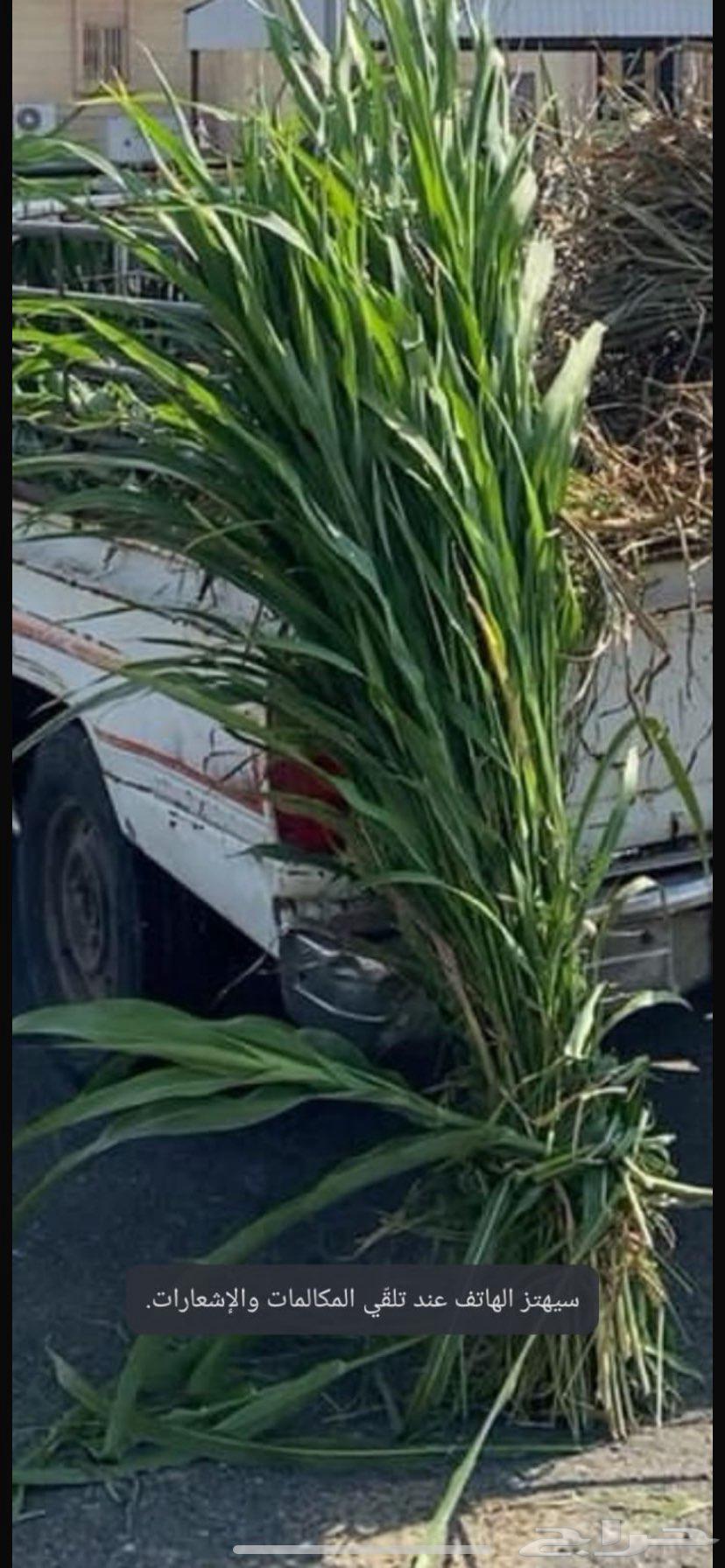 علف قصب المجارده64498201332867112