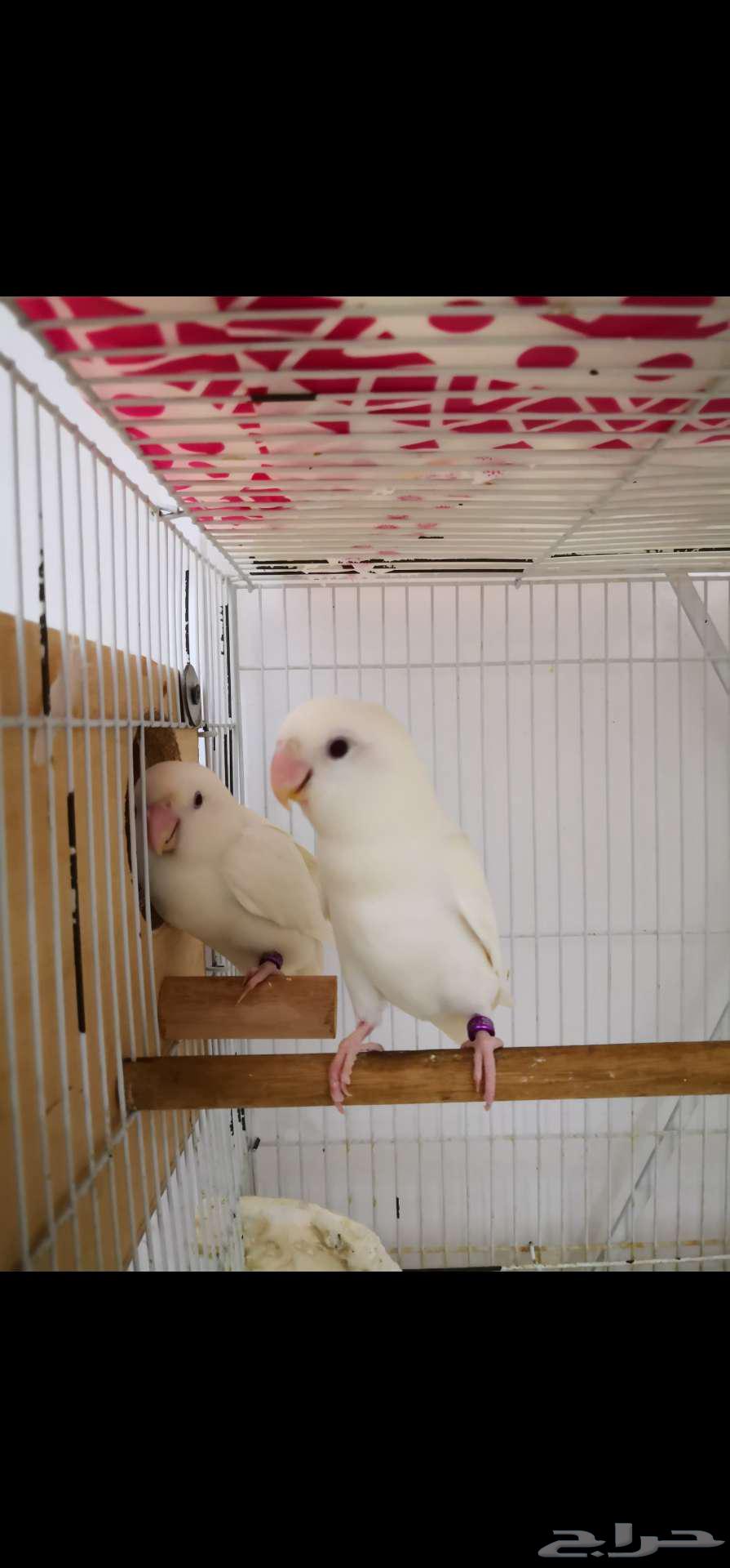 جوز روز البينو صافي منتج64835970246147110