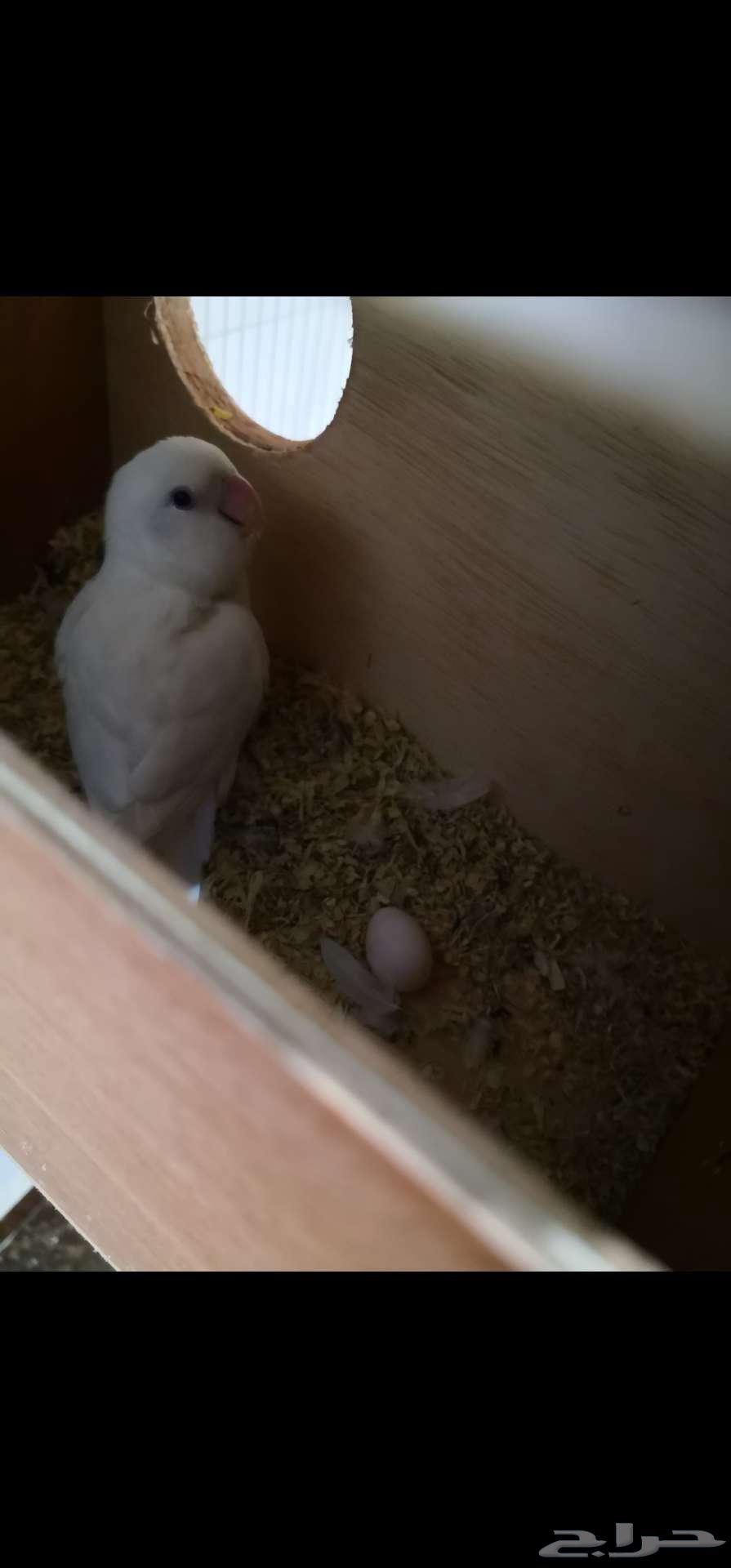 جوز روز البينو صافي منتج64835970246147111