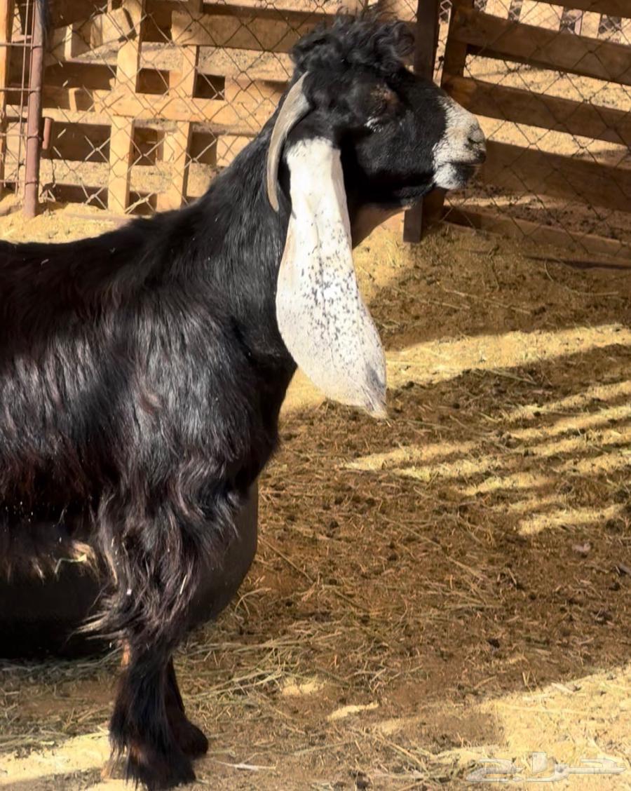 فحل عارضي. جدع64835459657346110