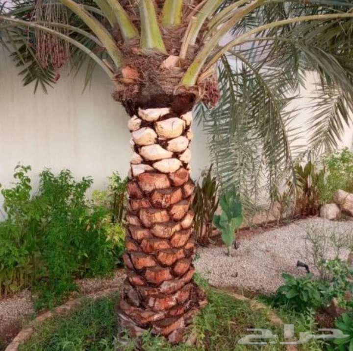 زراعة نجيلة عشب ثيل طبيعي أشجار ورود و نخيل64203126068610112