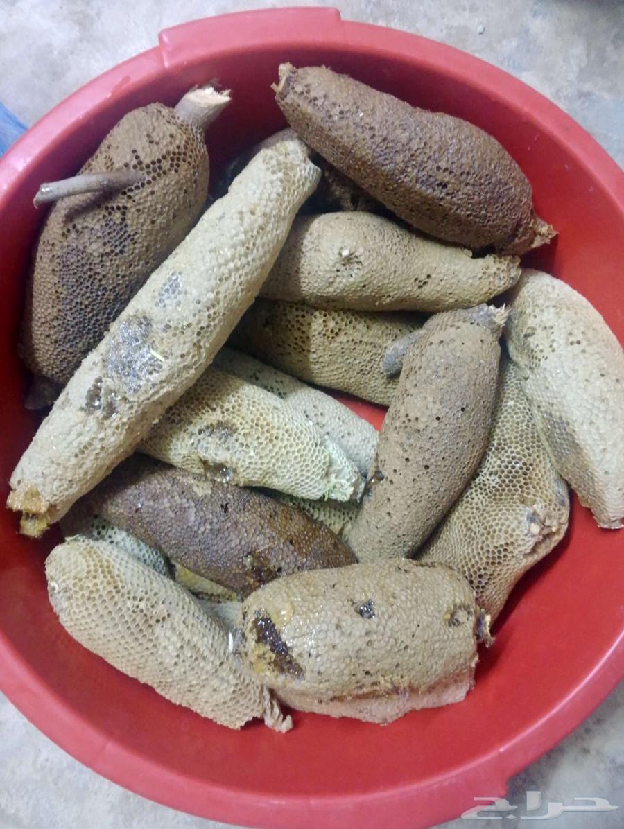 عسل بري حر 5.كيلو وربع. الكيلو ب10064578103300225111