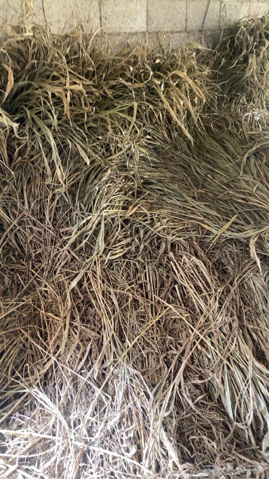 علف قصب المجارده64498201332867113