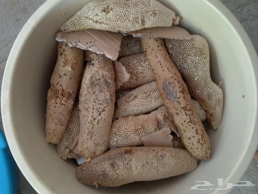 عسل بري حر 5.كيلو وربع. الكيلو ب10064578103300225112