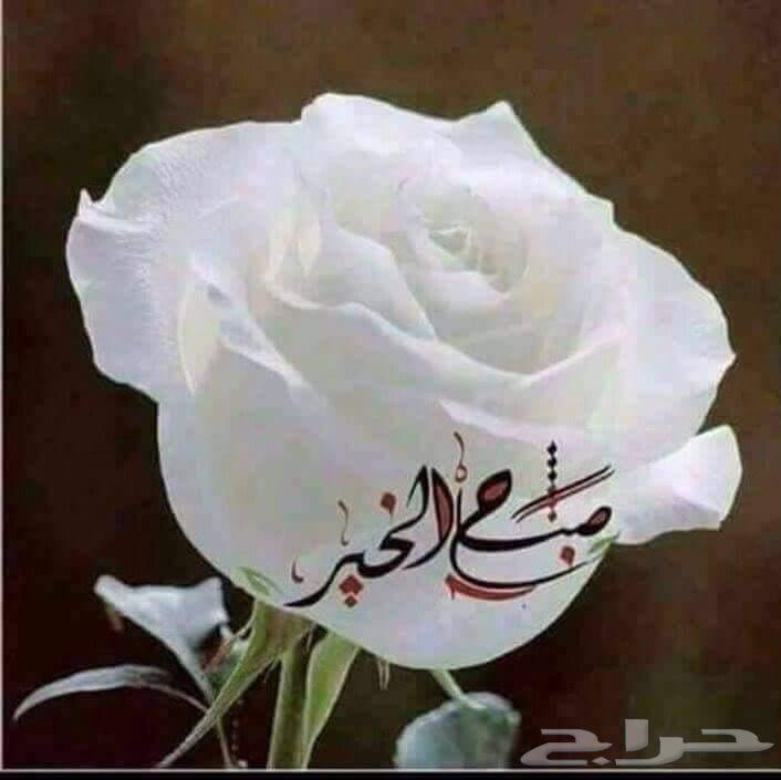 تطوير الاراضي البيضاء64199556577538110