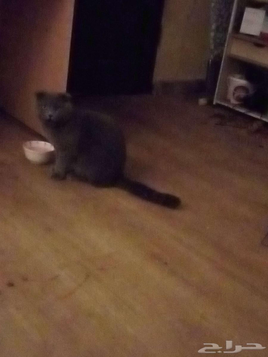 الاميره نورة64200420951169110