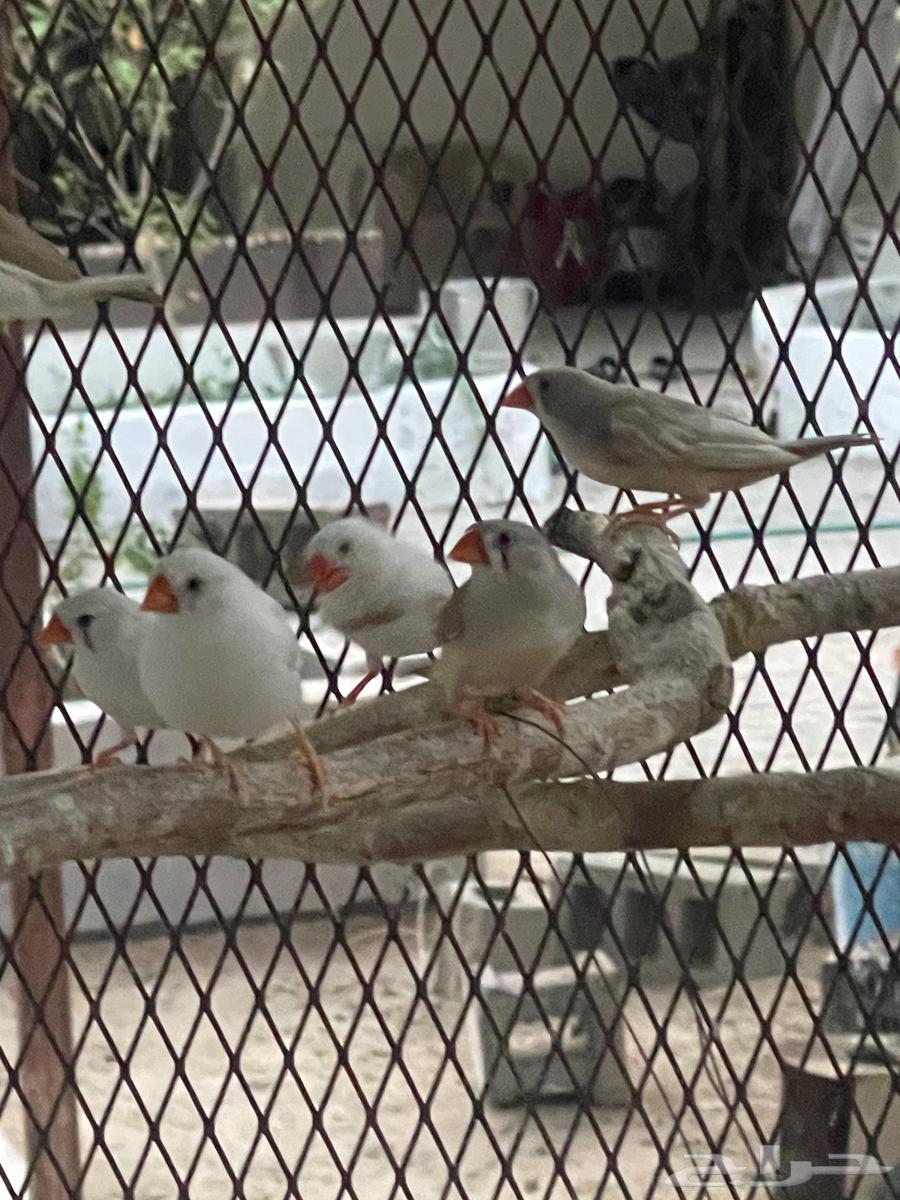 طيور زيبرا جميلة للبيع64481168993283111