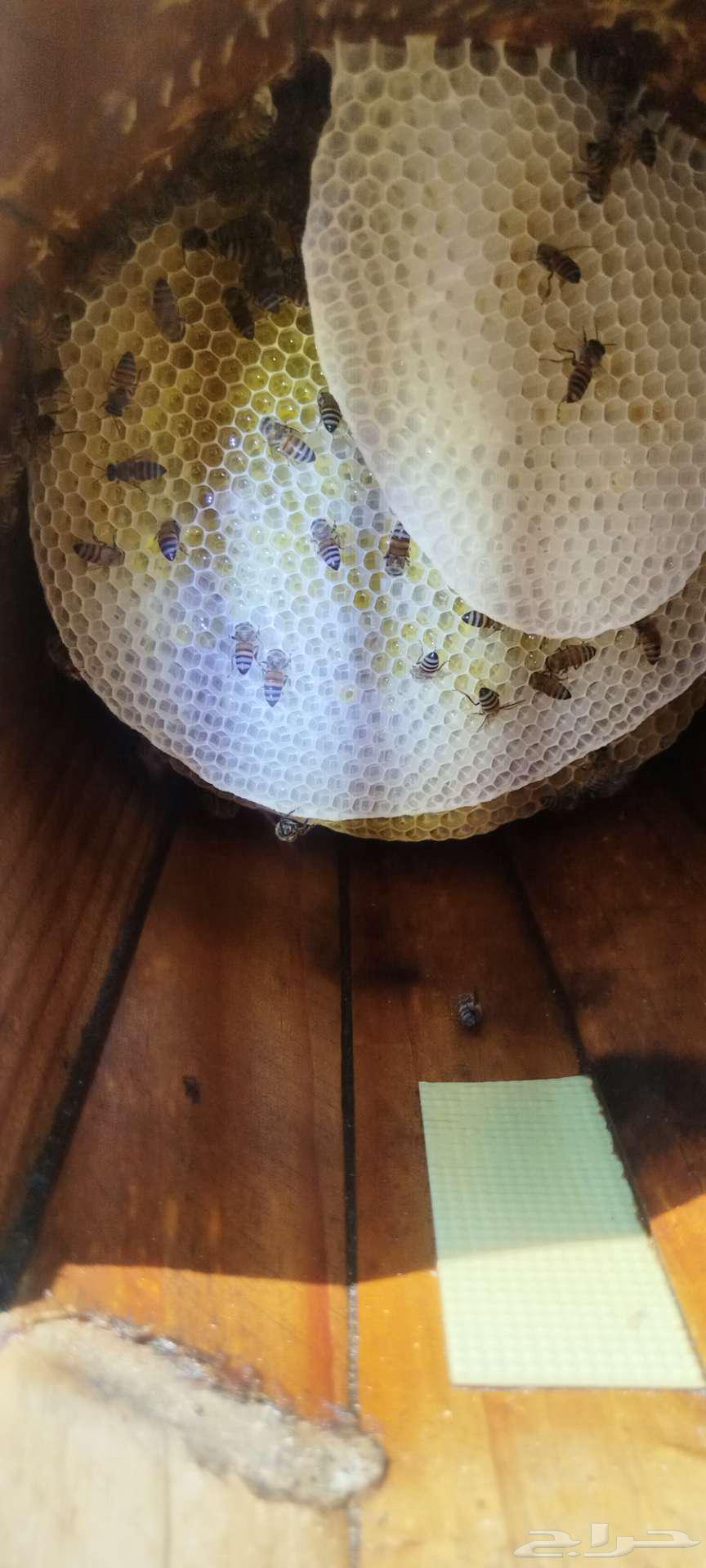 نحل بلدي64593497316995113