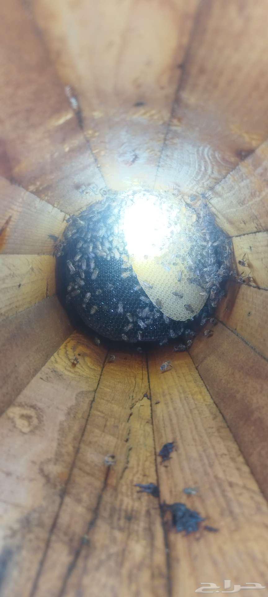 نحل بلدي64593497316995112