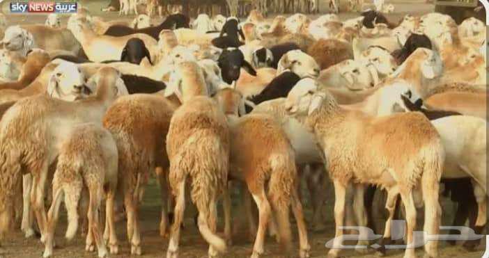 بيطري اغنام64205080279681111