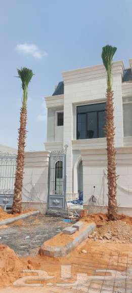 نخل واشنطونيا واشنطن64206010258178113