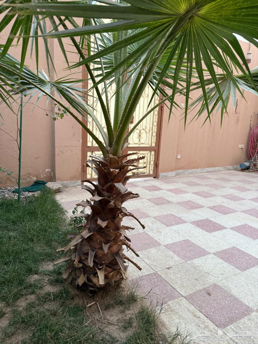 نخل واشنطن64208805092738110