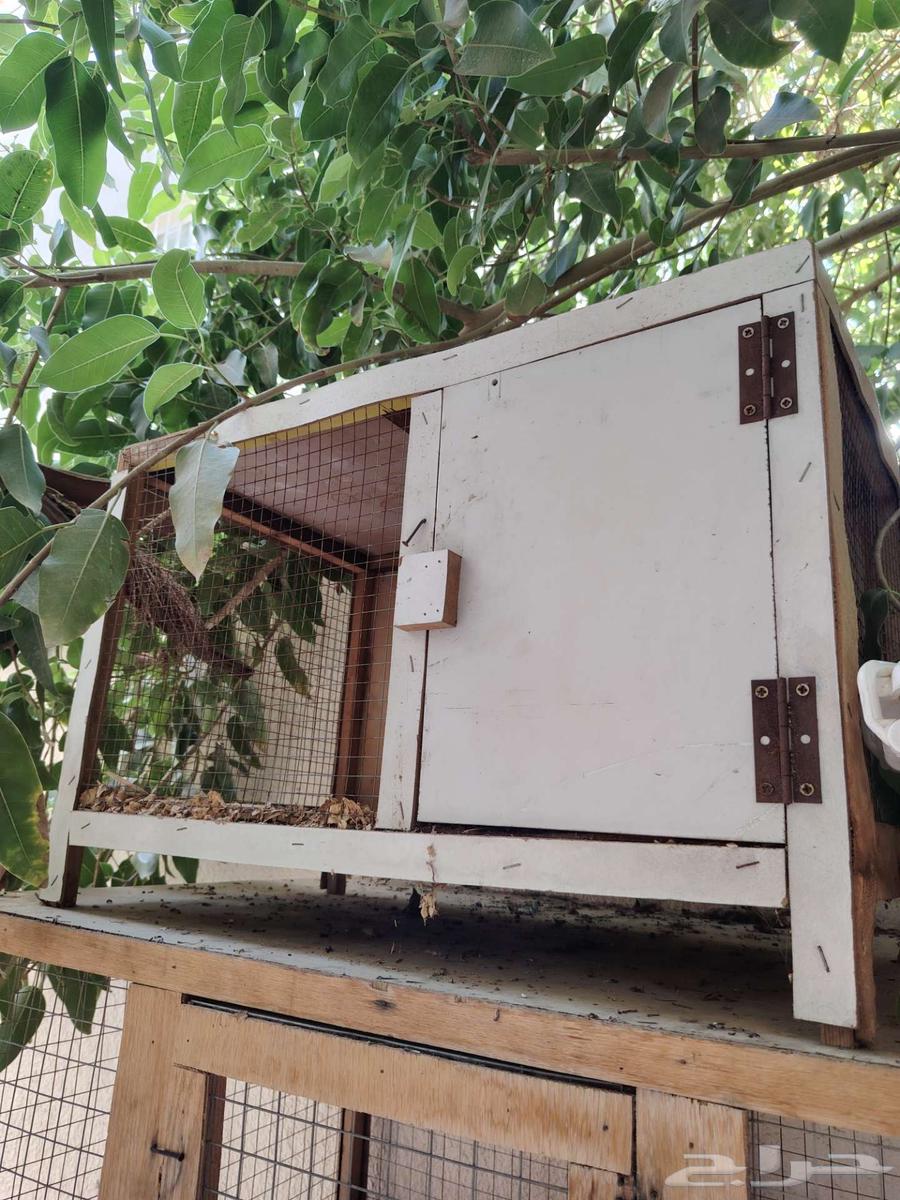 شبوك64211393394049110