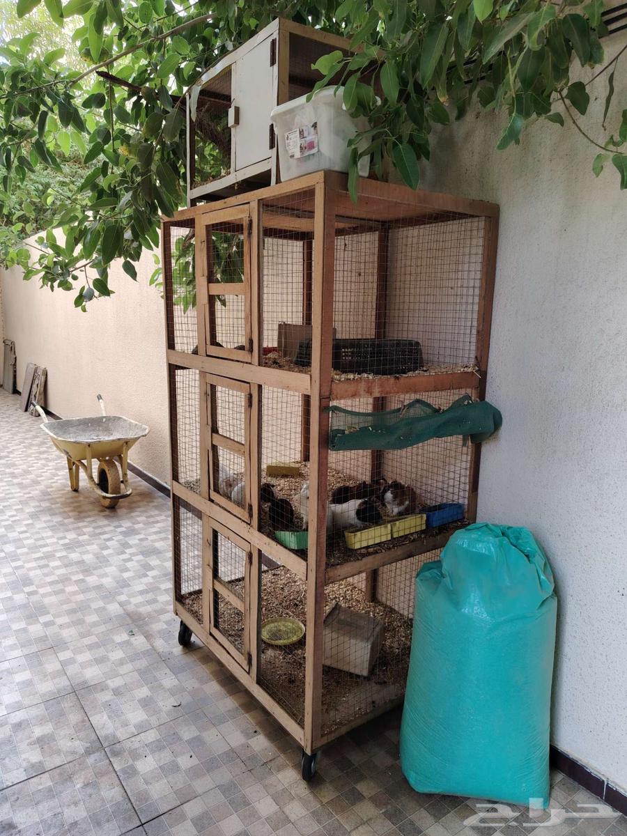 شبوك64211393394049113