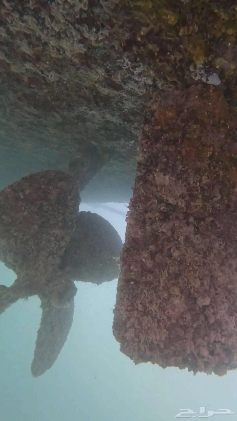 صيانة قوارب و إزالة العوالق   صدف و طحالب64210332385153111