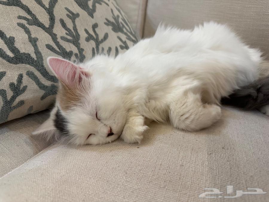 Kitten for adoption in Jeddah64212033963650112