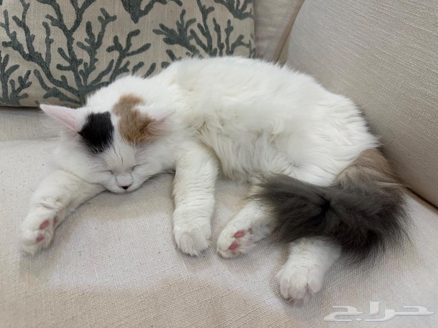 Kitten for adoption in Jeddah64212033963650111