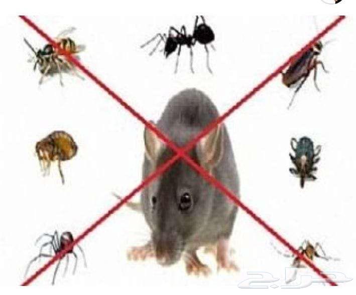 Pest Control in Riyadh and Spray Pesticides for Cockroaches, Ants, and Bed Bugs64213060921474110