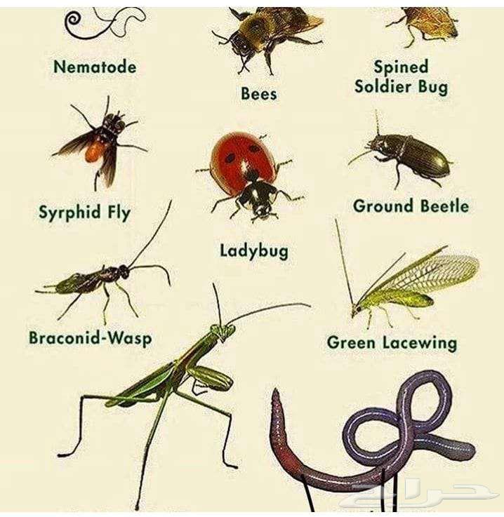 Pest Control in Riyadh and Spray Pesticides for Cockroaches, Ants, and Bed Bugs64213060921474114