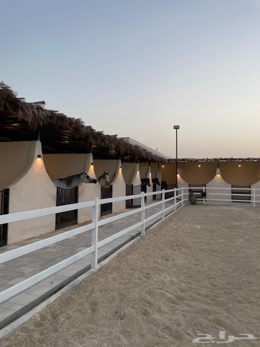 مربط في العمارية64228086741250111