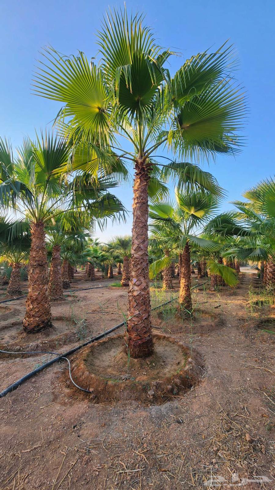 نخل واشنطن للبيع64212451505025112