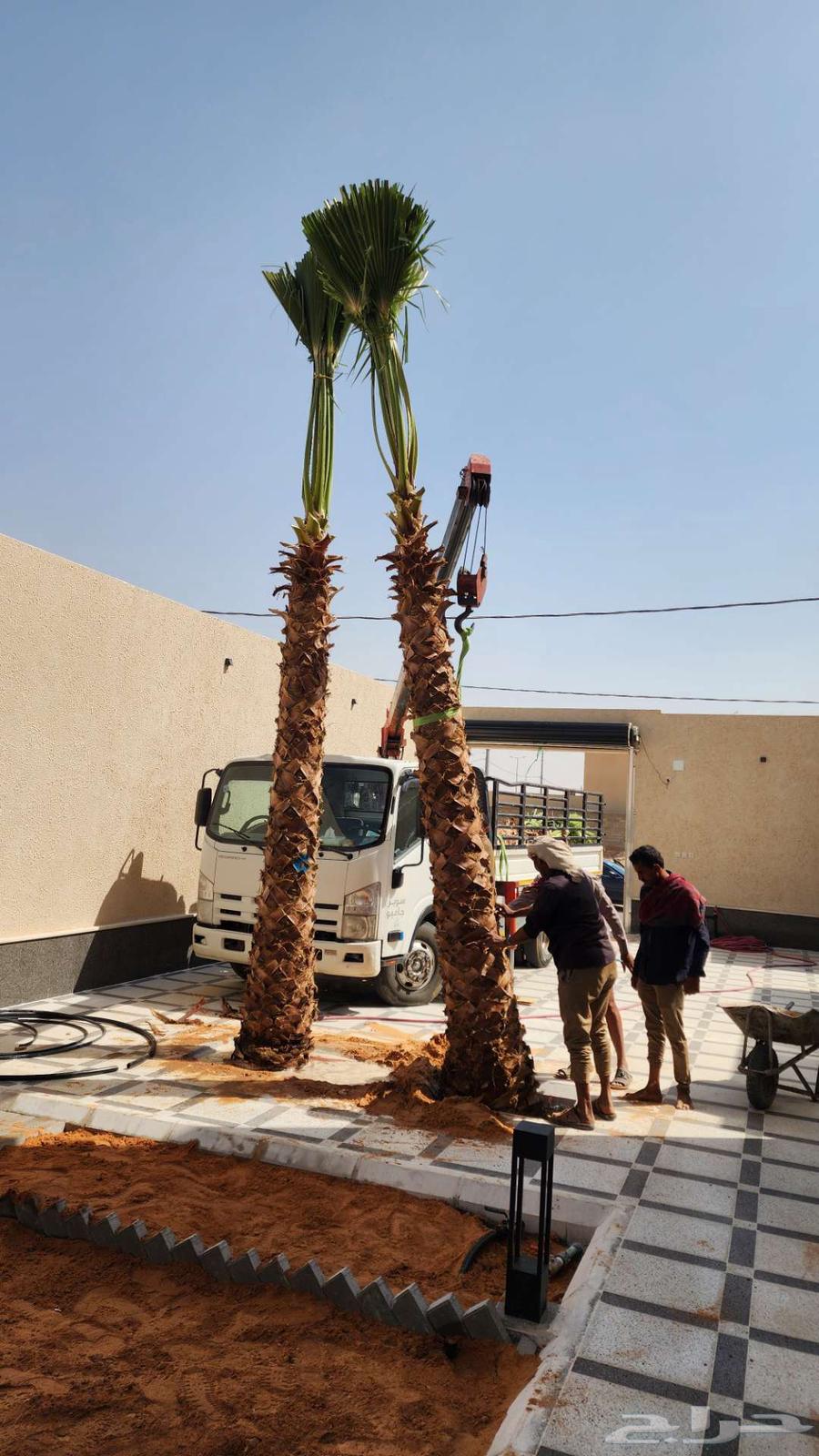 نخل واشنطن للبيع64212451505025110