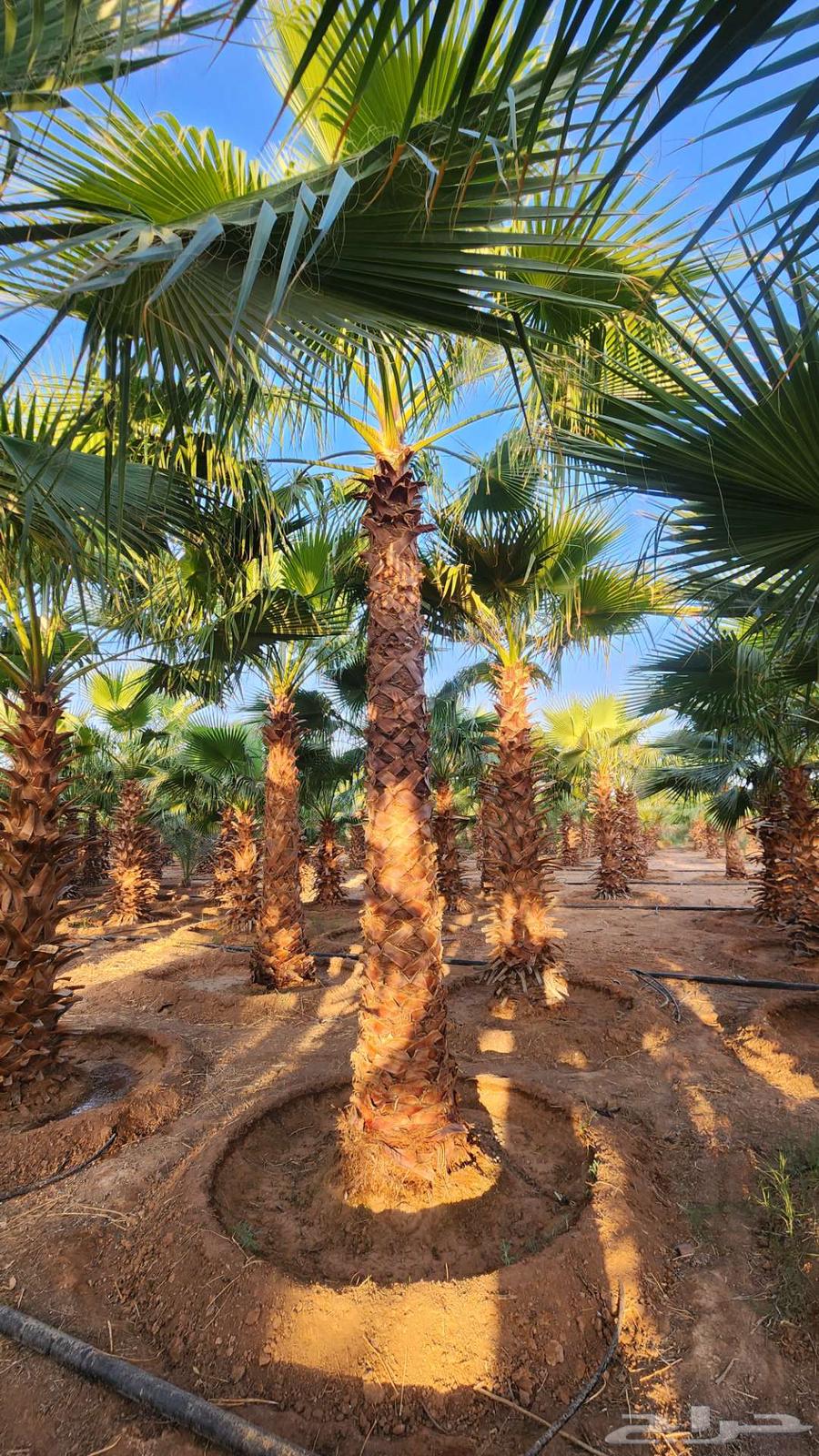 نخل واشنطن للبيع64212451505025113