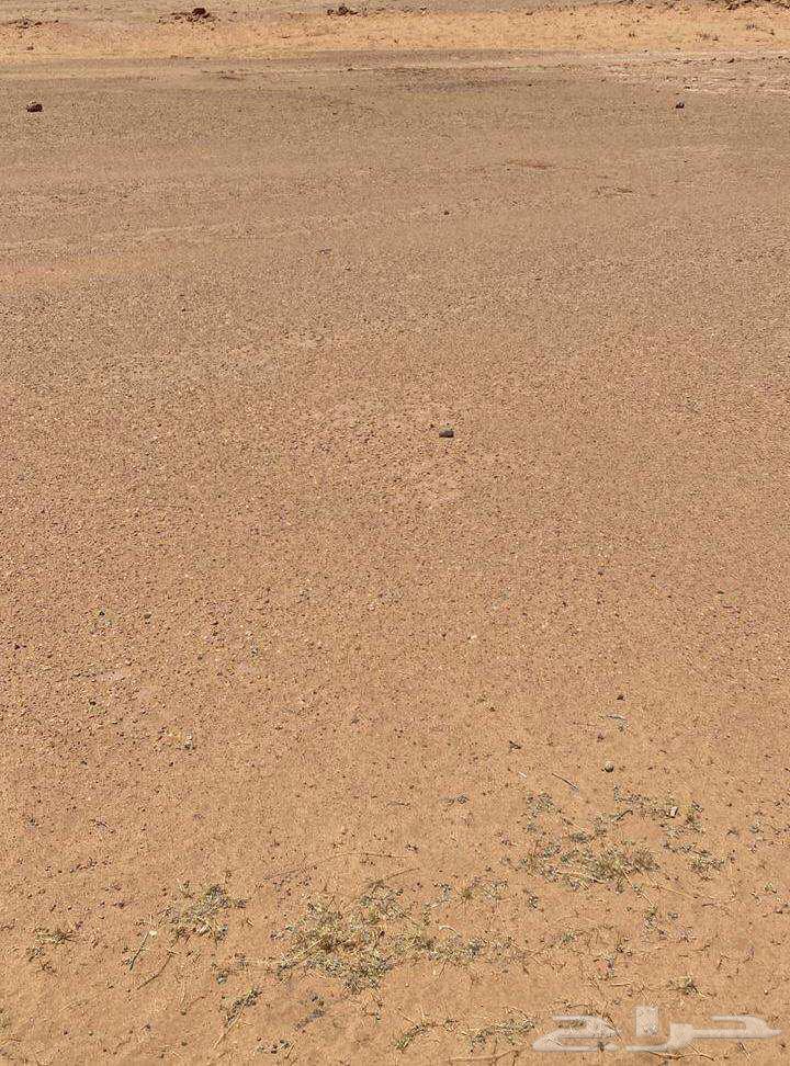 ارض زراعية في منطقة الرياض مدينة الجلة وتبراك64216937315713111