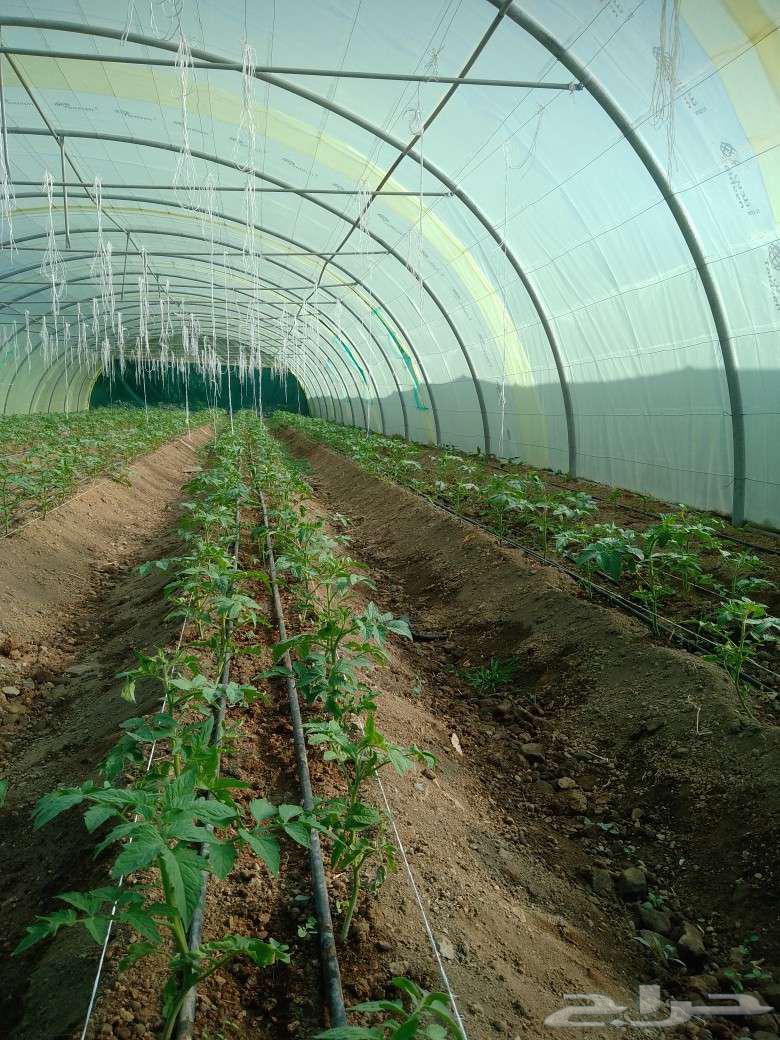 Specialist in installing irrigation systems for greenhouses and open farms64229015410563111
