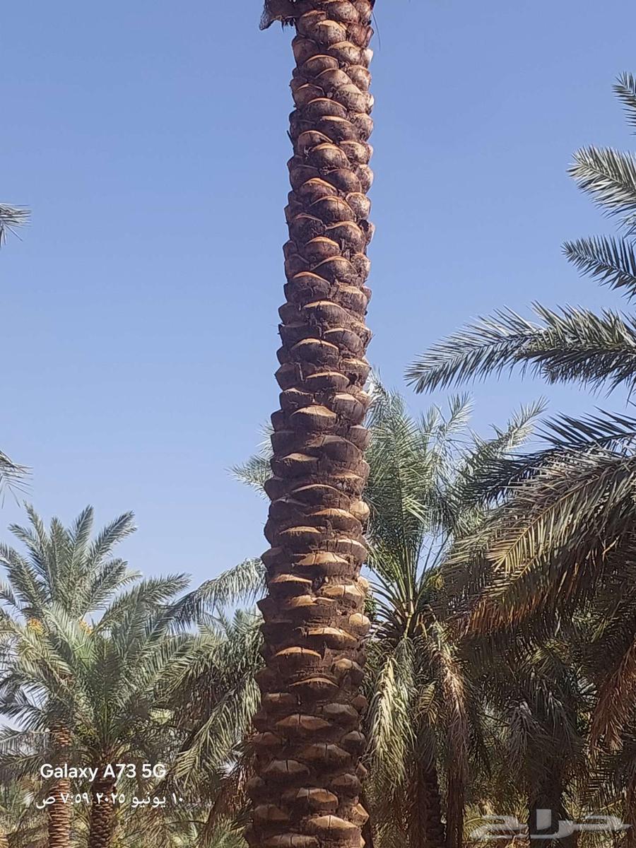 توريد وزراعه النخيل والثيل اعمال شبوك وشبكات الري64254318299651110