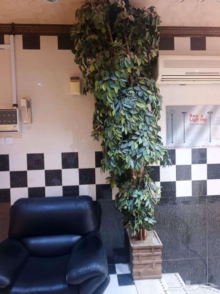 مكتب كبير ارضي شقة مكتبية للايجار بالعليا على التخصصي مباشر64240289514625113