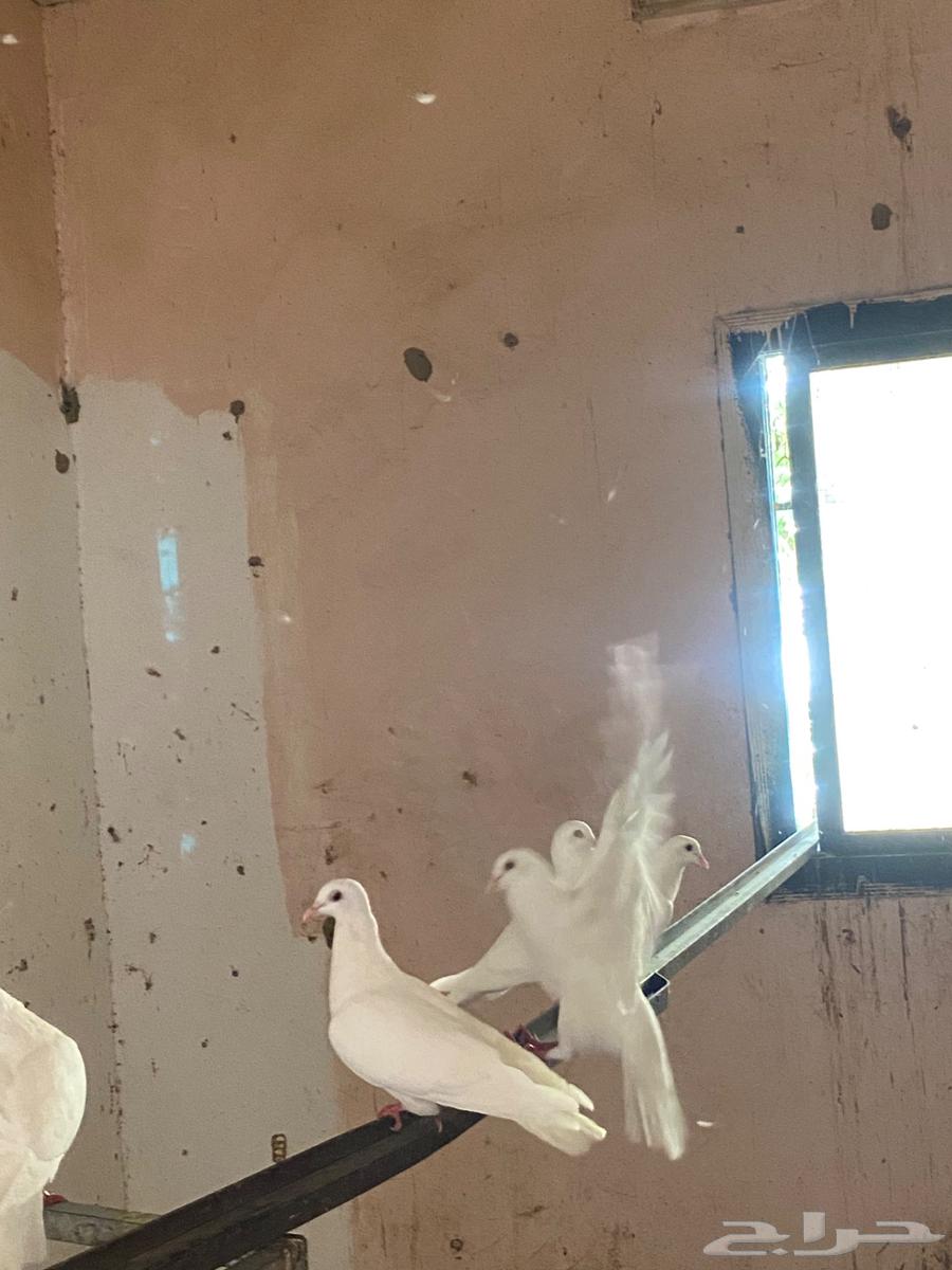 حمام فرنسي منتج سوبر جامبو64249938635393111