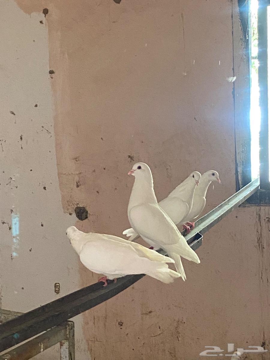 حمام فرنسي منتج سوبر جامبو64249938635393110