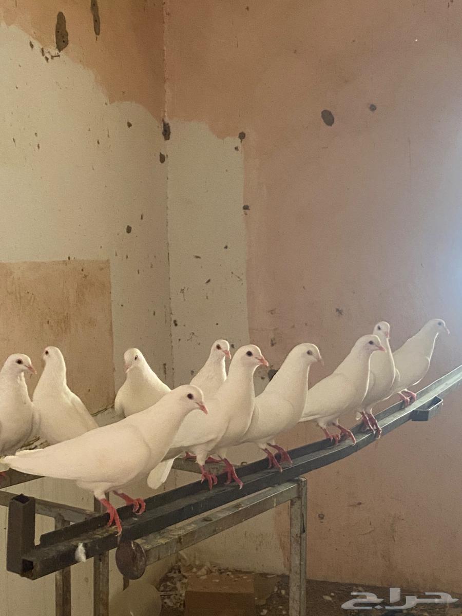 حمام فرنسي منتج سوبر جامبو64249938635393114