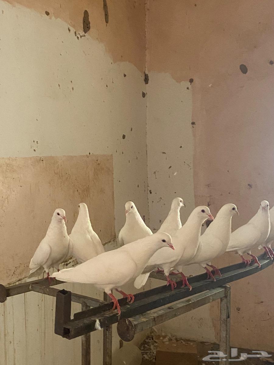 حمام فرنسي منتج سوبر جامبو64249938635393112