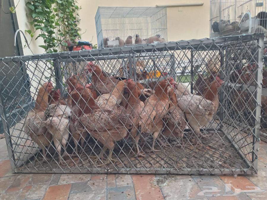 سمان بياض ودجاج سوبر جامبو فواتح64249722197378112