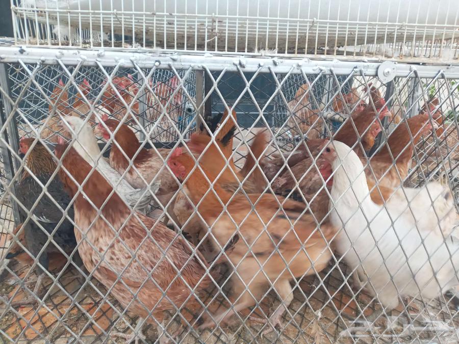 سمان بياض ودجاج سوبر جامبو فواتح64249722197378111