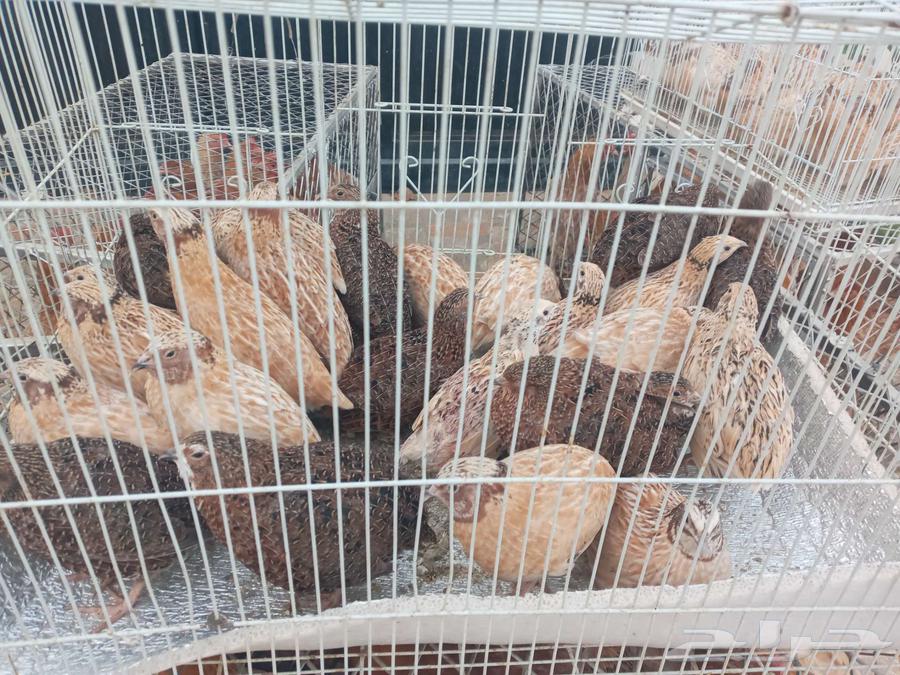 سمان بياض ودجاج سوبر جامبو فواتح64249722197378110