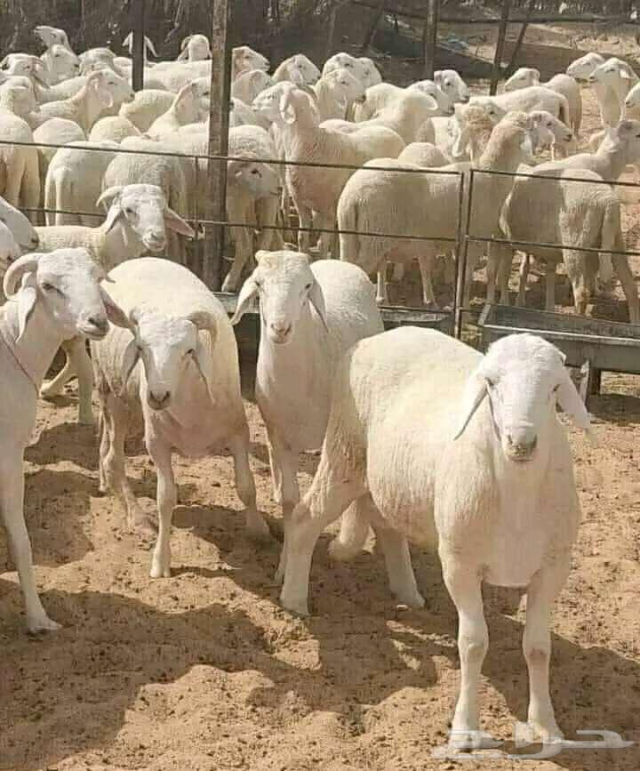 طبيب بيطري64254506865025110