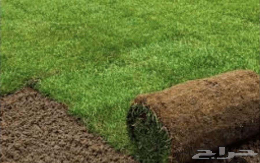 عشب طبيعي شبكات ري64260121795329111