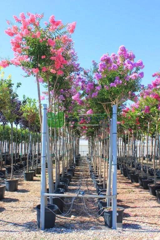 متخصصون في توريد اشجار ولاند سكيب64458199238531111